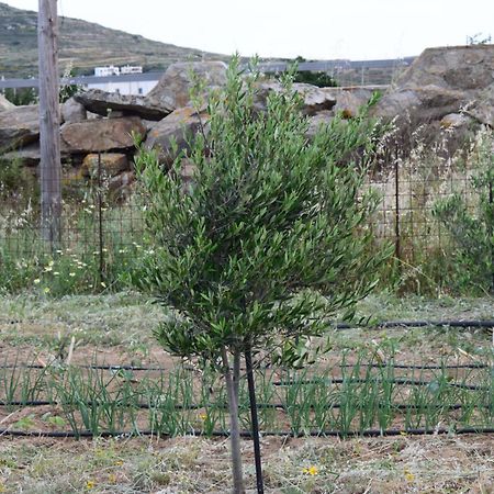 Glinado Naxos Ktima Panagia 아파트 외부 사진